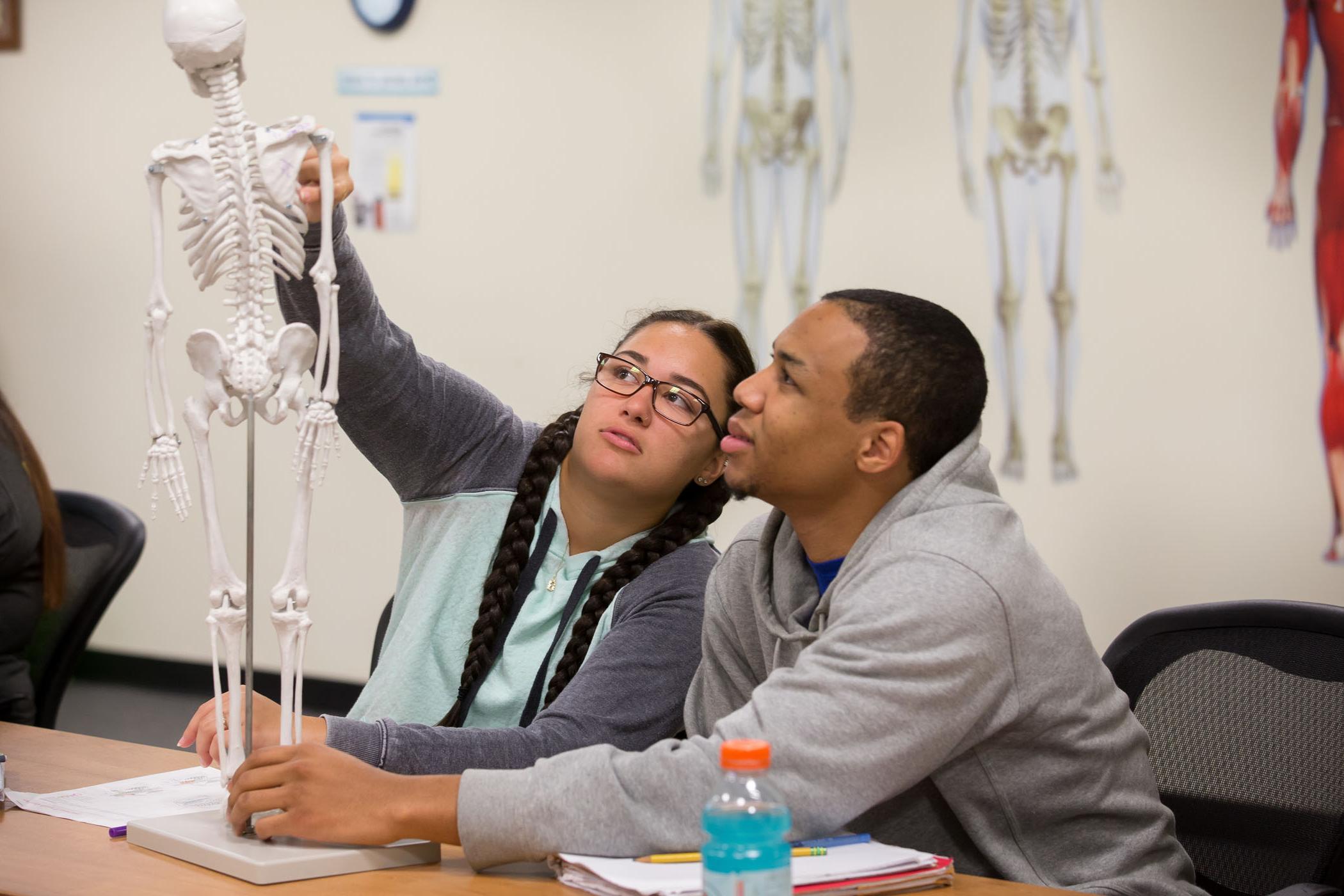 sport and exercise students examine bone structure on a lab skeleton